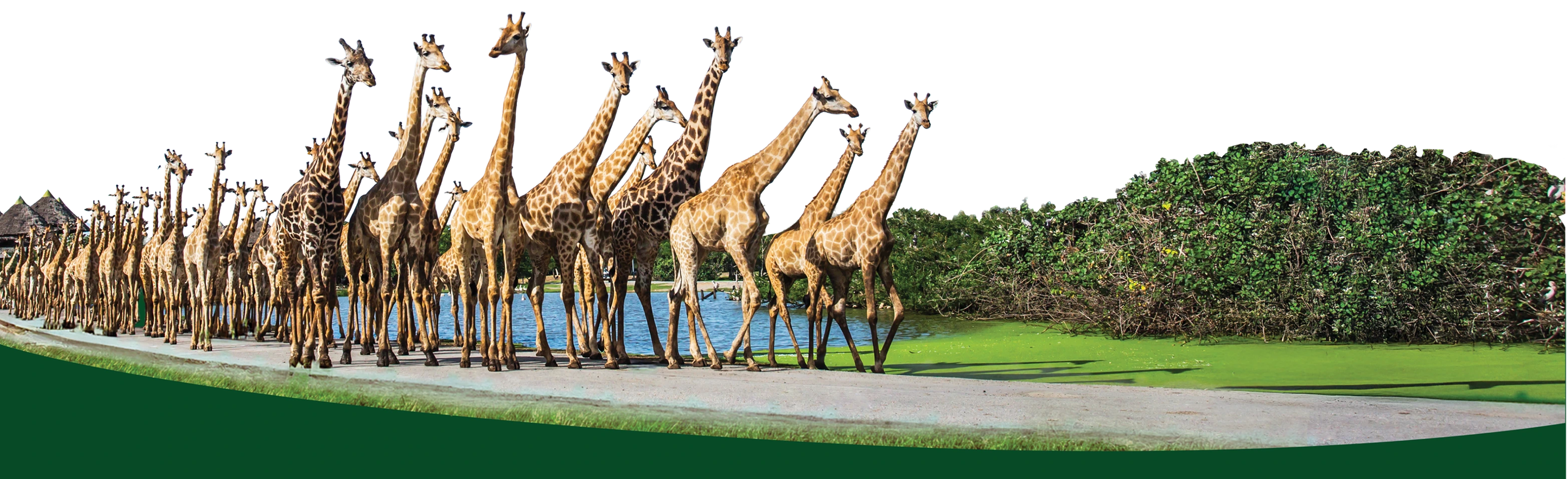 Safari 365 Banner